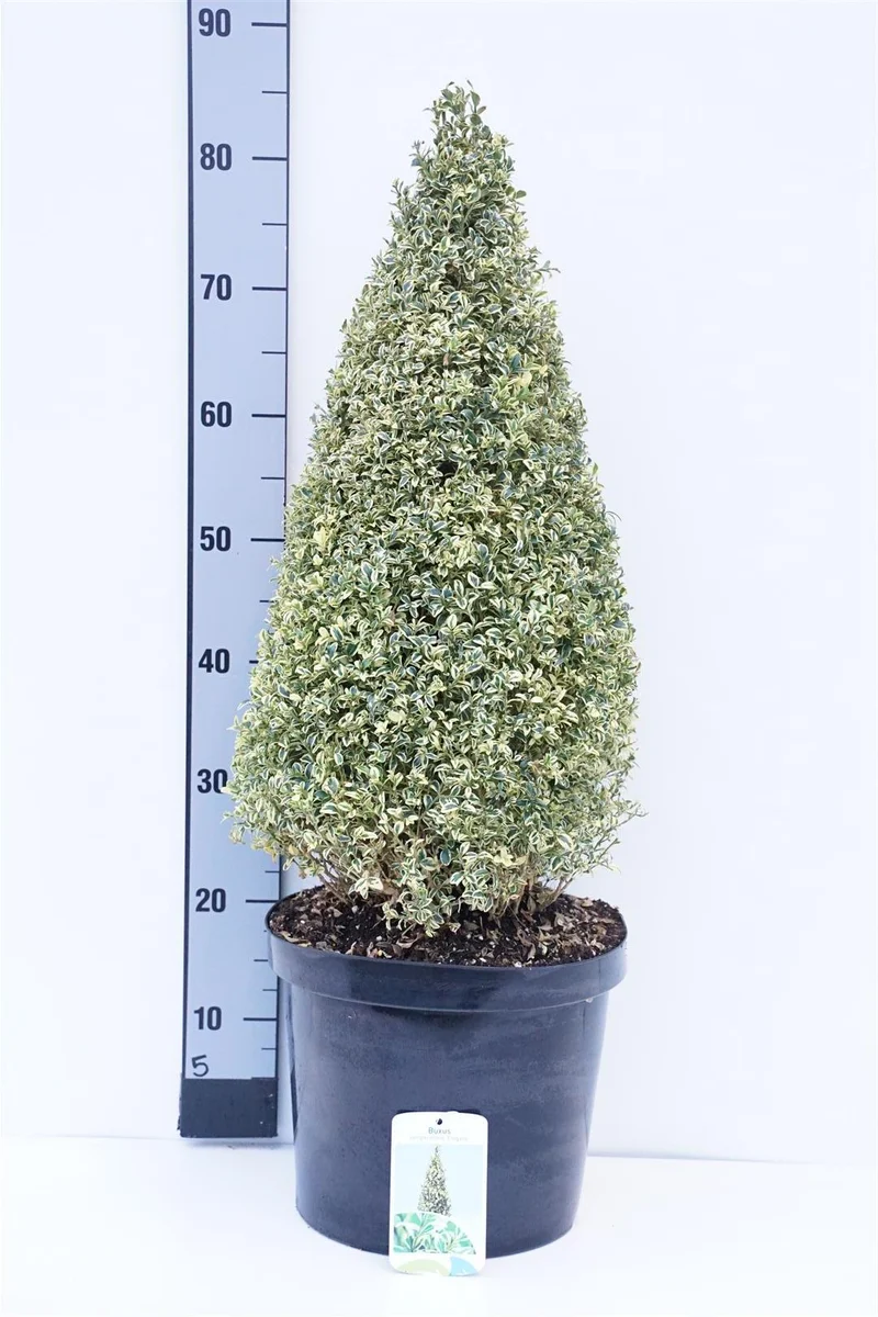 Buxus sem. 'Elegans' 50-60 cm kägelformad C5 (5 liters kruka)