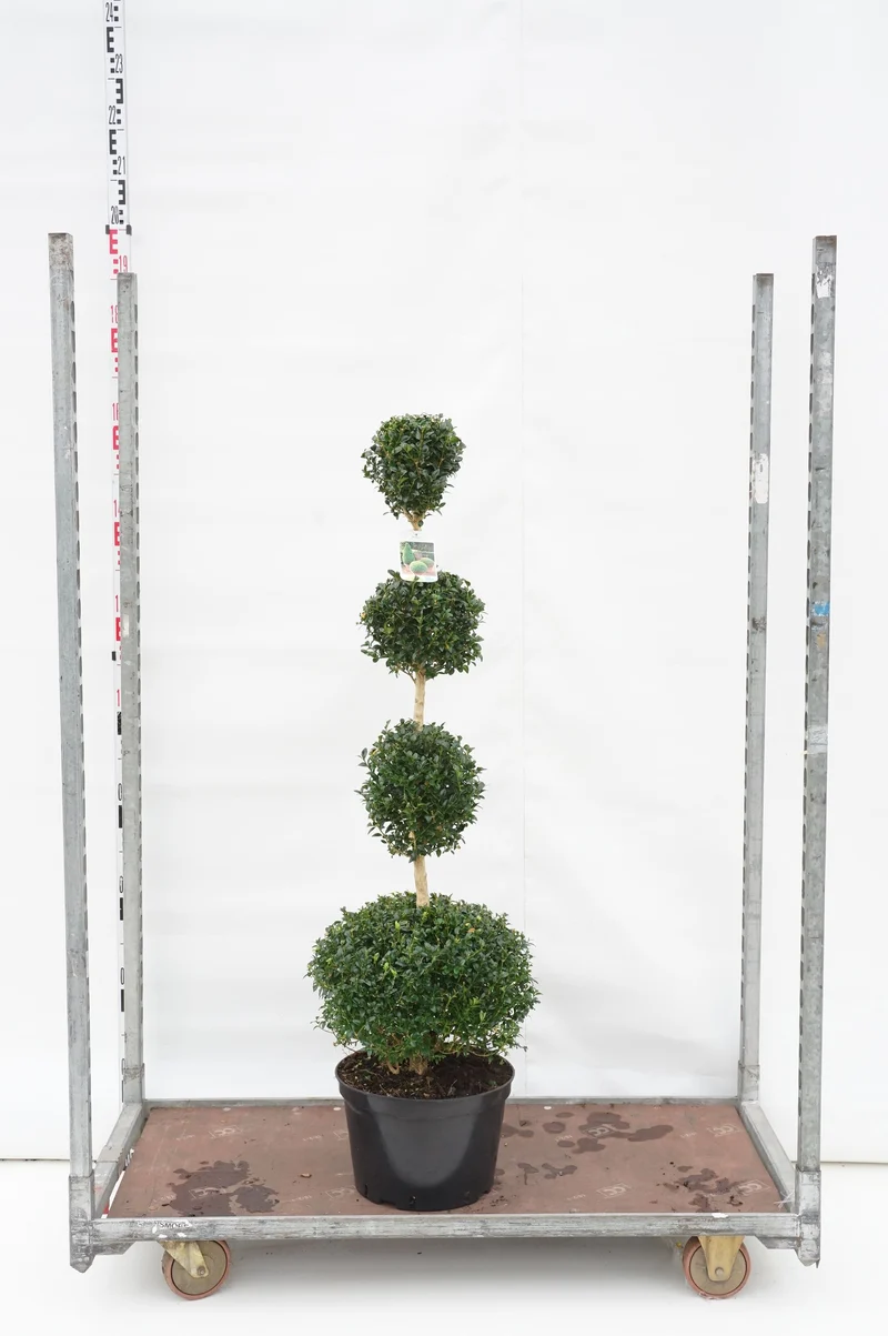 Buxus sempervirens QUATRO BALL C15 (15 liters kruka)