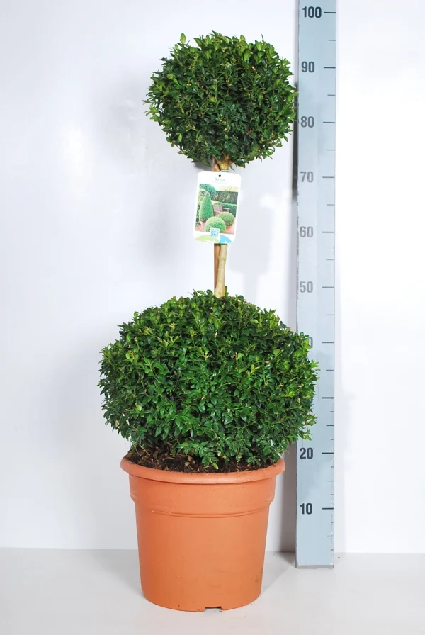 Buxus sempervirens Duoboll C10 (10 liters kruka)