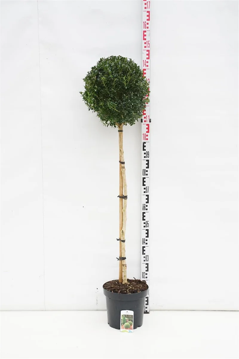 Buxus sempervirens 90 cm stam, C7,5 (7,5 liters kruka)