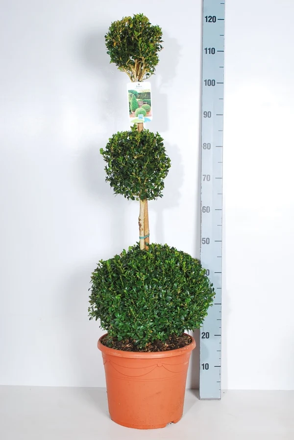 Buxus sempervirens Trioball C10 (10 liters kruka)