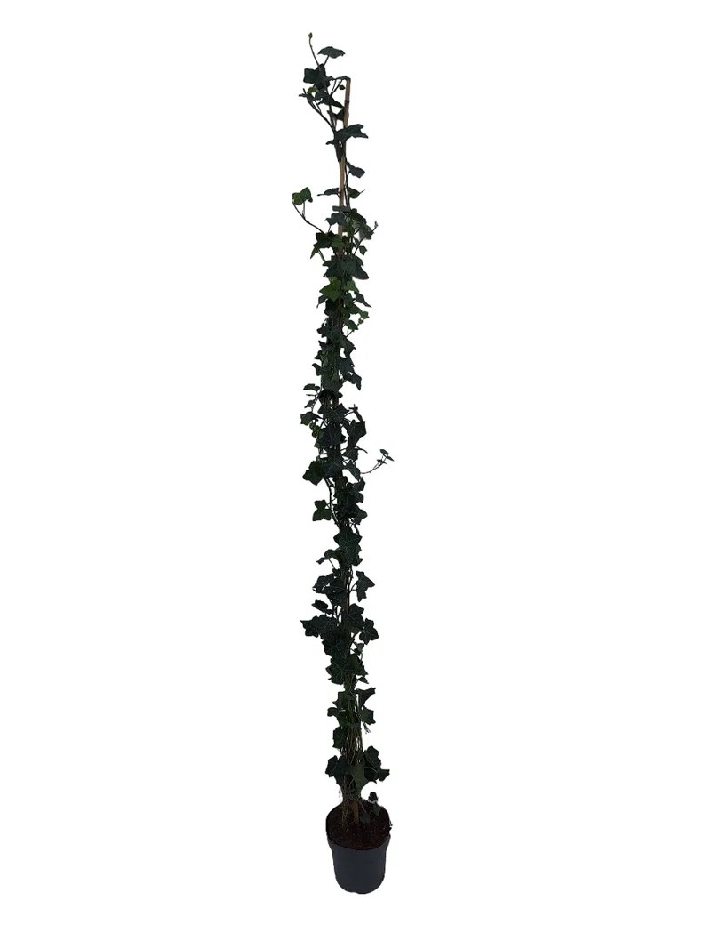 Hedera hibernica C4 (4 liters kruka) 175-250 cm