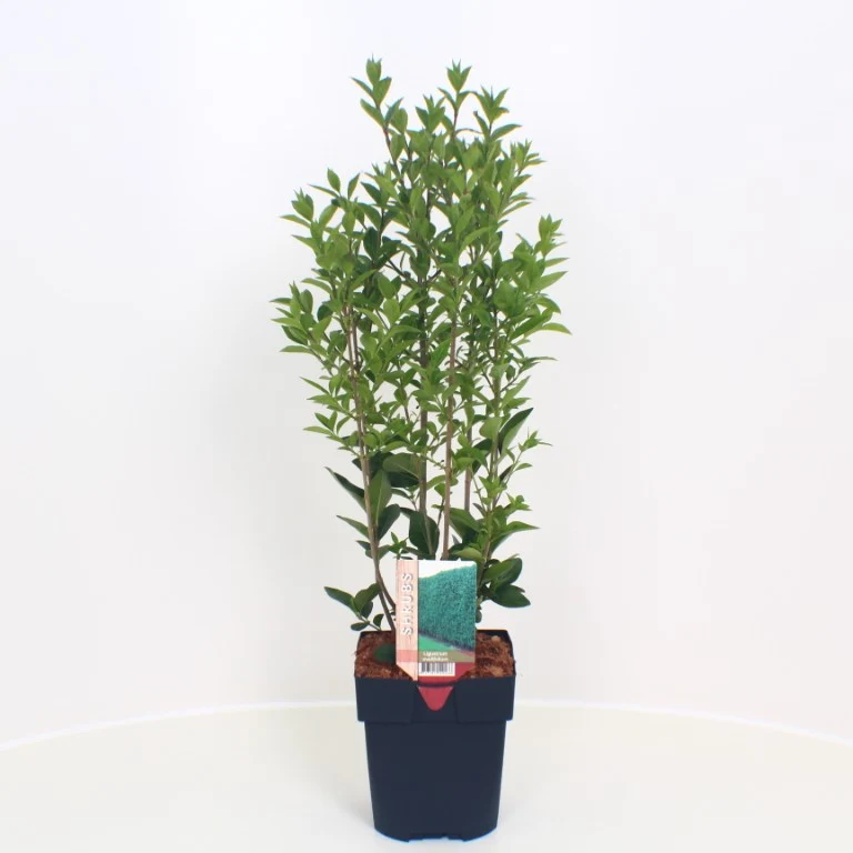 Ligustrum ovalifolium C2 (2 liters kruka) 40-50 cm