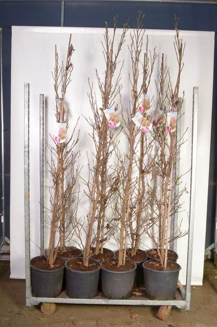 Magnolia 'Susan' C15 (15 liters kruka) 175-200 cm