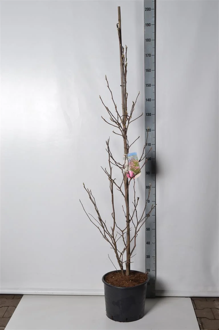 Magnolia 'Susan' C15 (15 liters kruka) 150-175 cm