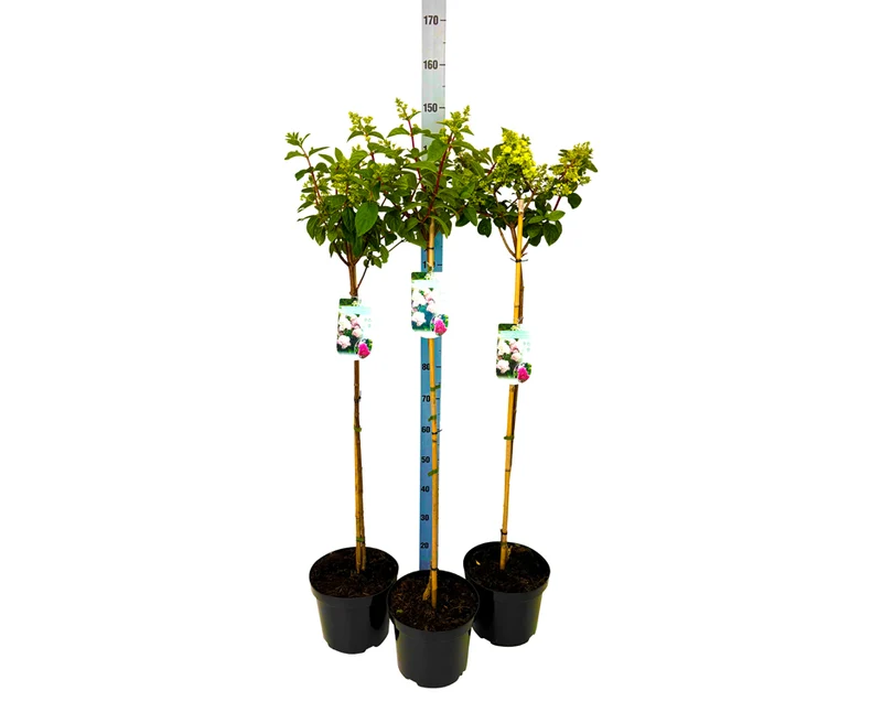 Hydrangea pan. 'Sundea Fraise' Stam 90 cm C7,5 (7,5 liters kruka)