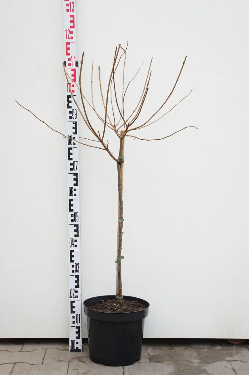 Hydrangea pan. 'Limelight' 60 cm stam C7,5 (7,5 liters kruka)