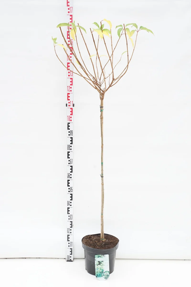 Hydrangea pan. 'Kyushu' 90 cm stam - C7,5 (7,5 liters kruka)
