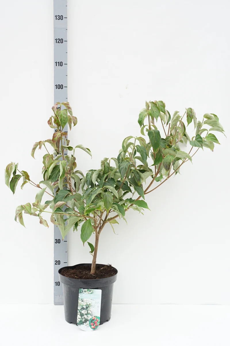Cornus kousa chinensis C7,5 (7,5 liters kruka) 60-80 cm