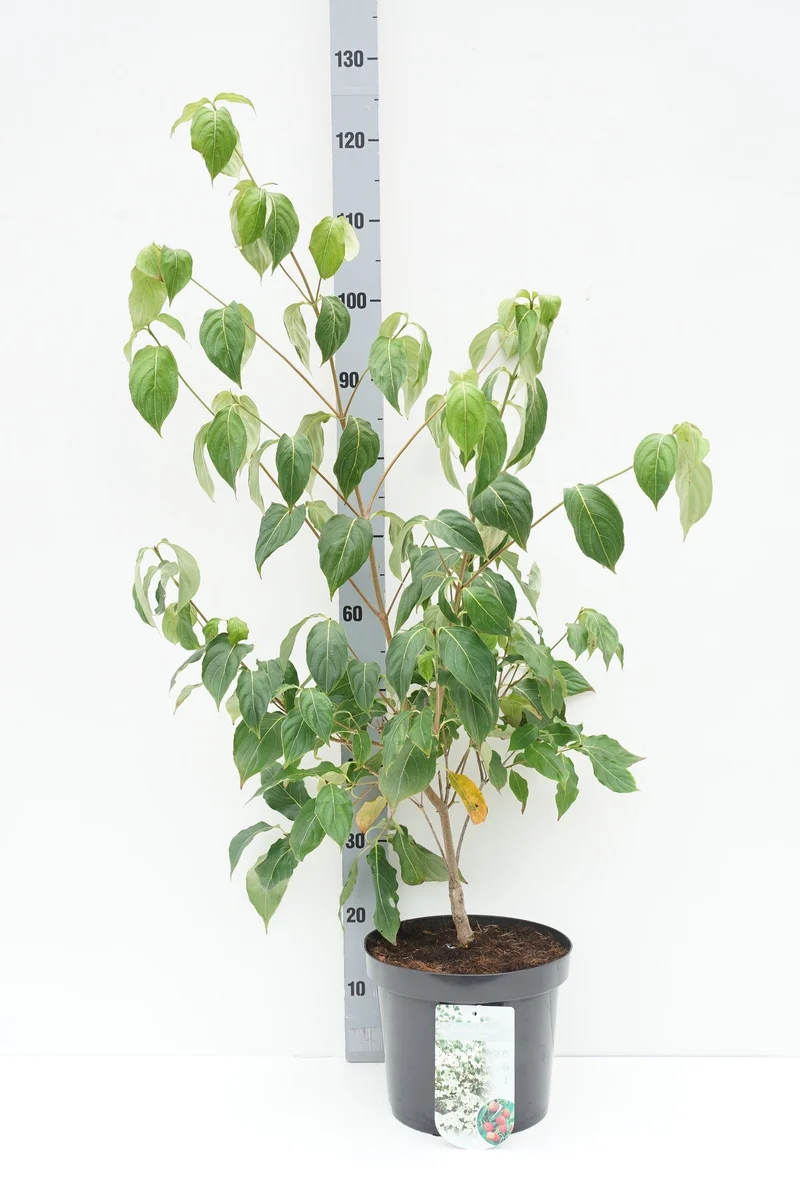 Cornus kousa 'China Girl' C7,5 (7,5 liters kruka) 60-80 cm