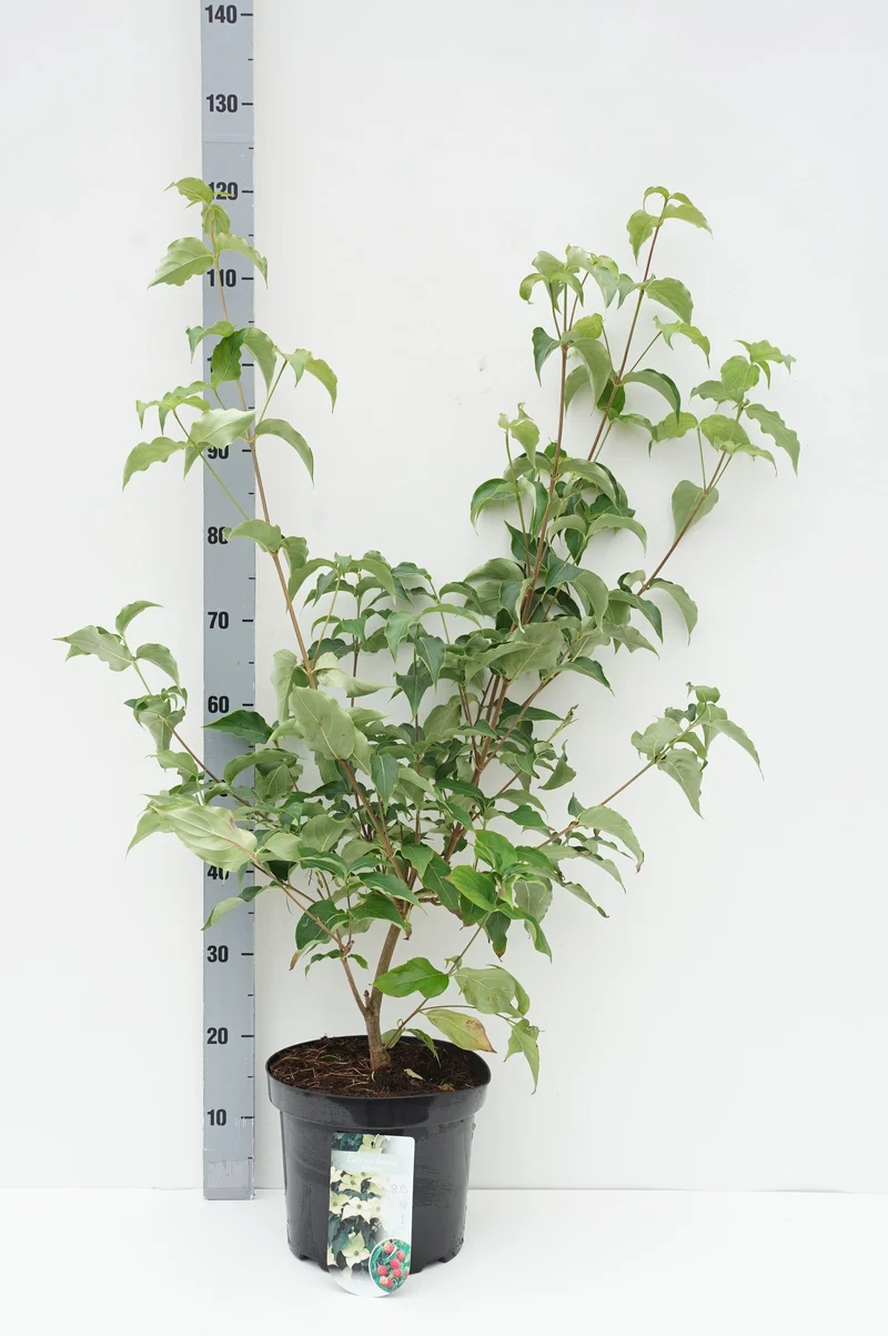 Cornus kousa 'Milky Way' C7,5 (7,5 liters kruka) 80-100 cm