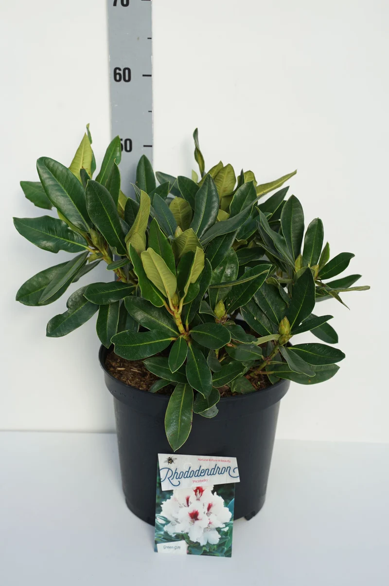 Rhododendron 'Hachmann's Picobello' C10 (10 liters kruka) 50-60 cm