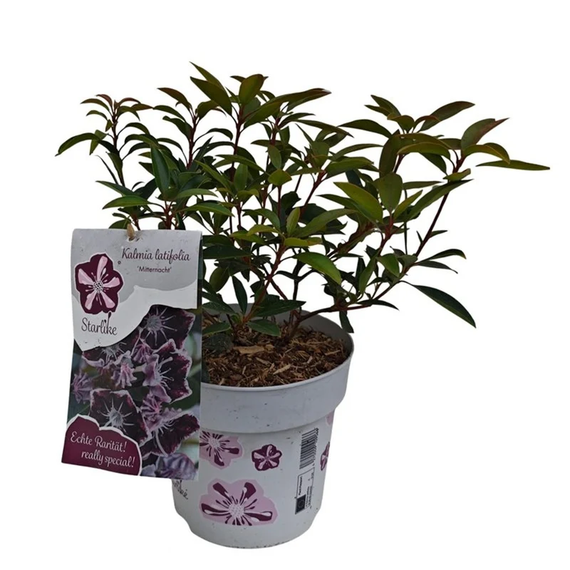 Kalmia lat. 'Mitternacht' C3 (3 liters kruka) 30-40 cm