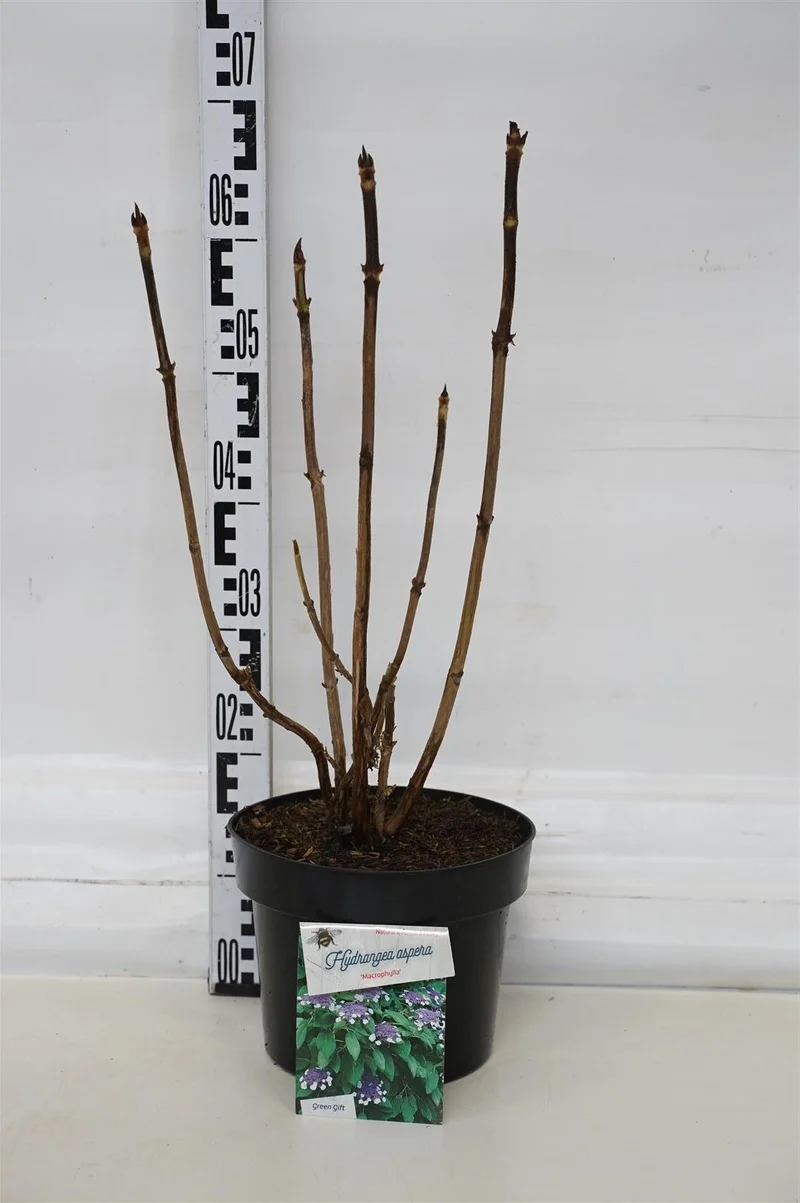 Hydrangea asp. 'Macrophylla' C5 (5 liters kruka) 40-50 cm