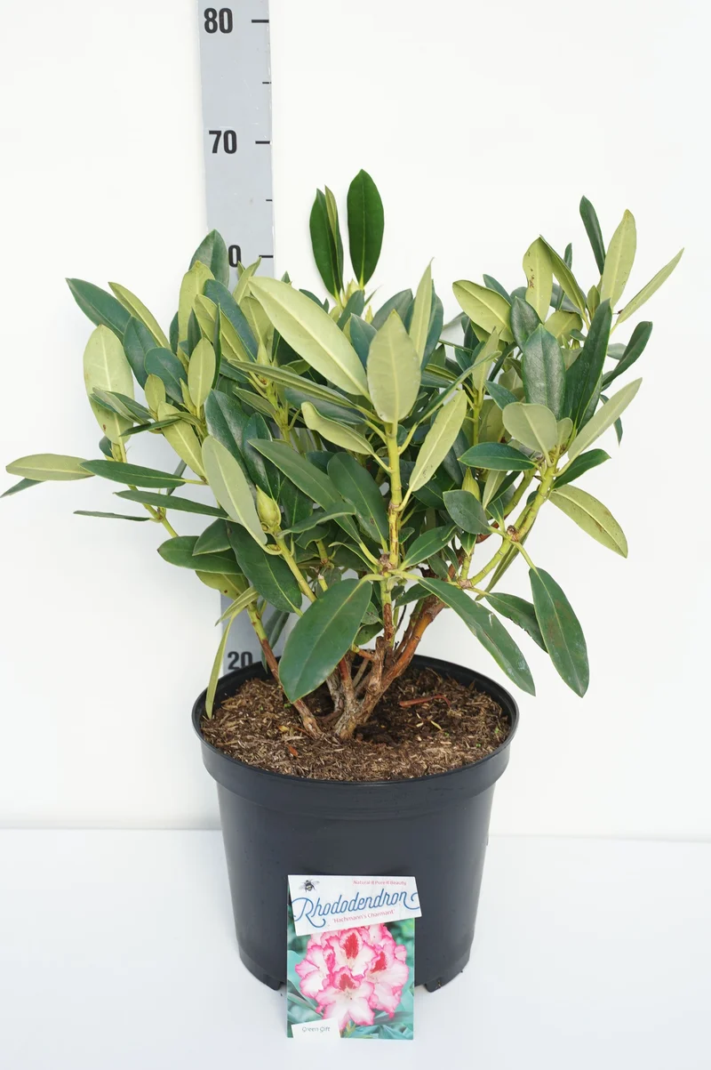 Rhododendron 'Hachmann's Charmant' C10 (10 liters kruka) 50-60 cm