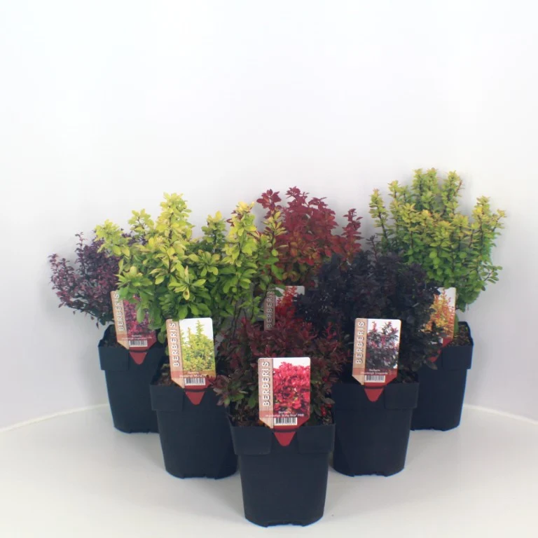 Berberis i sorter C2 (2 liters kruka) 40+ cm