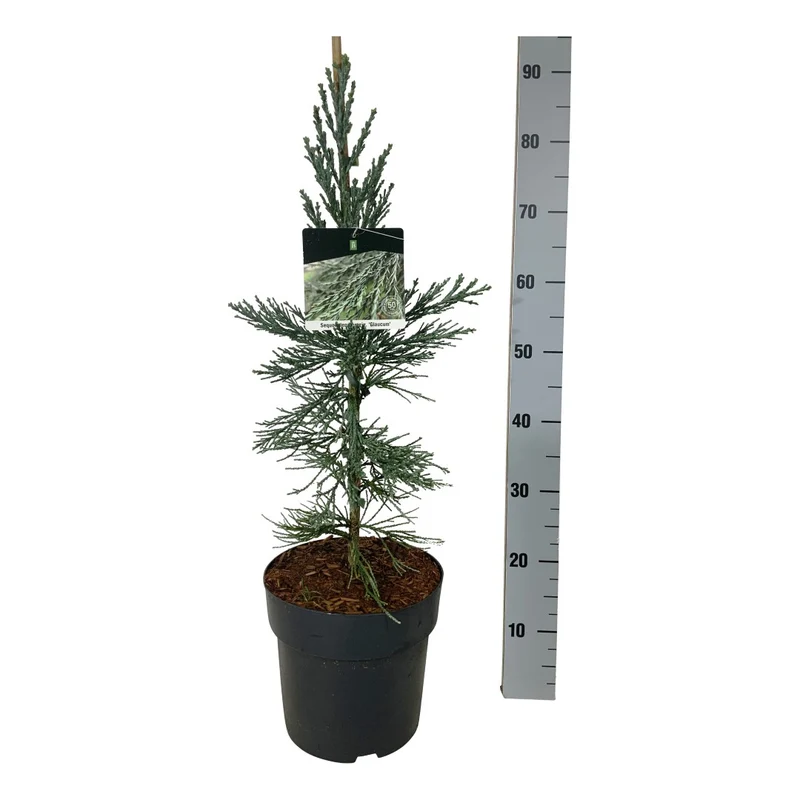 Sequoiadendron giganteum 'Glaucum' 50-60 cm C7 (7 liters kruka)