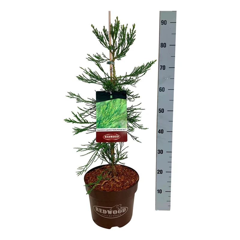 Sequoiadendron gig. 'Healthy Mammoth Two' PBR C7,5 (7,5 liters kruka) 60-80 cm