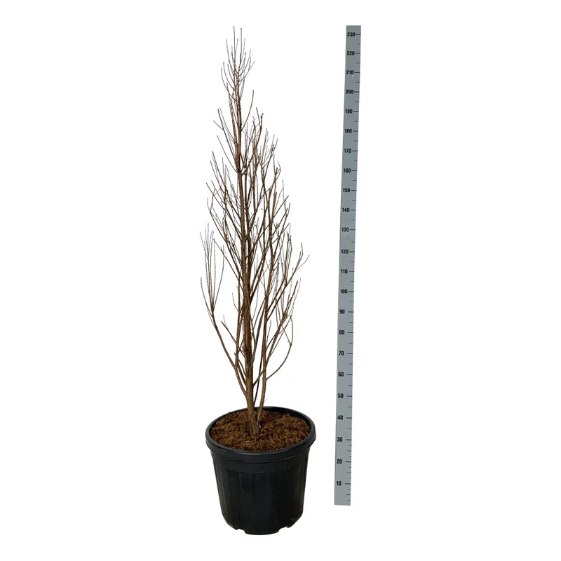 Taxodium distichum 'Lindsey's Skywater' C55 (55 liters kruka) 150-175 cm