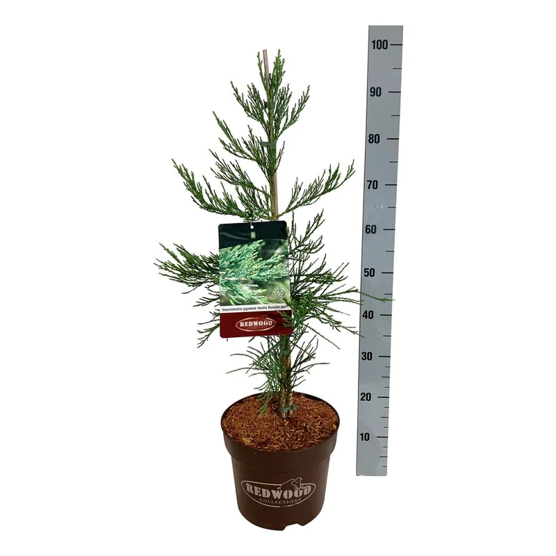 Sequoiadendron gig. 'Healthy Mammoth One' PBR 60-80 cm, C7,5 (7,5 liters kruka / 26 cm kruka)