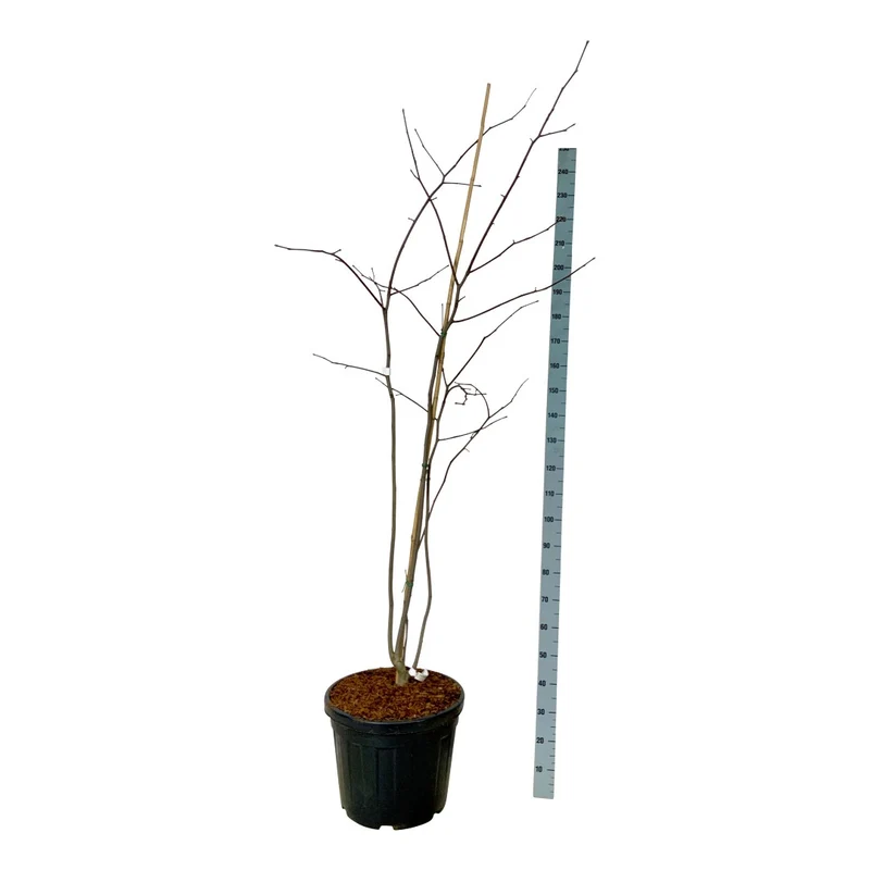 Cladrastis kentukea C55 (55 liters kruka) 175-200 cm EXTRA