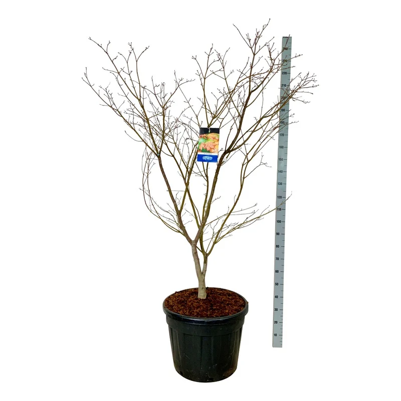 Acer 'North Wind'® (Jack Frost) C55 (55 liters kruka) 175-200 cm Extra
