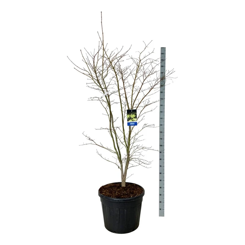 Acer 'Arctic Jade'® (Jack Frost) C55 (55 liters kruka) 175-200 cm Extra