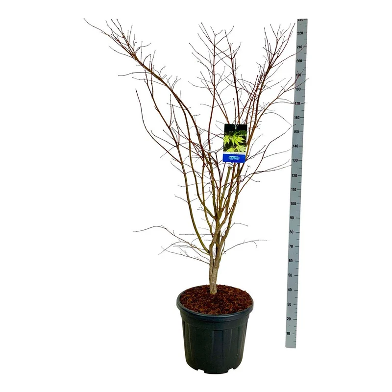 Acer 'Arctic Jade'® (Jack Frost) C55 (55 liters kruka) 150-175 cm EXTRA