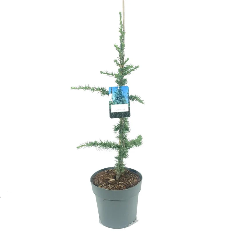 Cedrus lib. 'Fastigiata' 60-80 cm C5 (5 liters kruka)