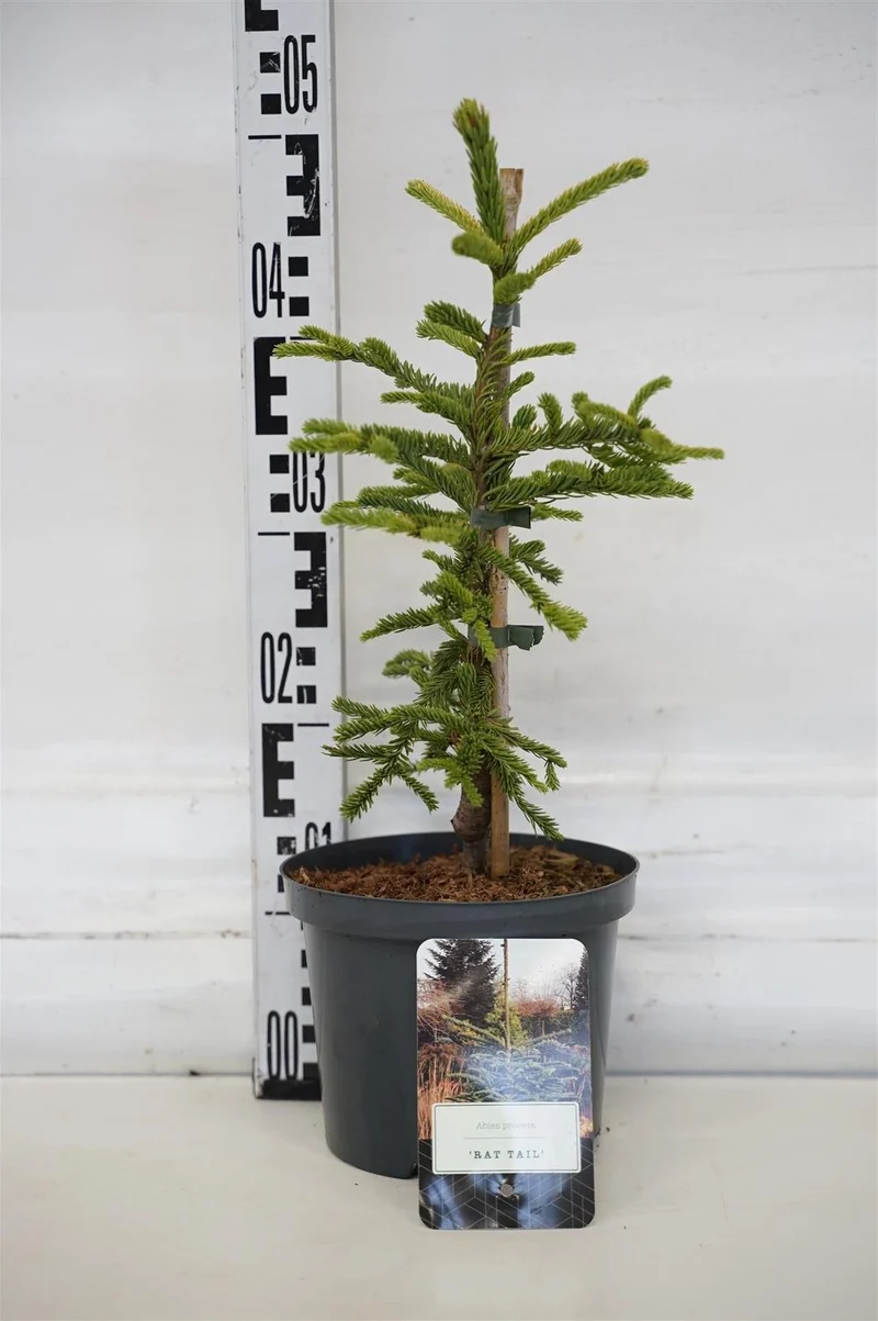 Abies procera 'Rat Tail' C2,5 (2,5 liters kruka) 20-25 cm