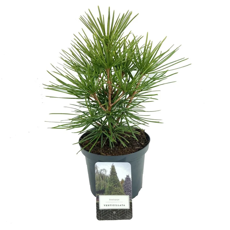 Sciadopitys verticillata C2,5 (2,5 liters kruka) 25-30 cm