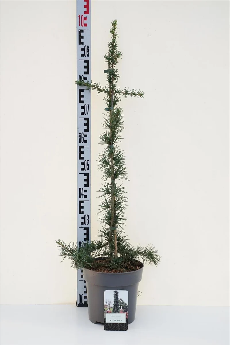 Cedrus deodara 'Miles High' 80-100 cm C5 (5 liters kruka)