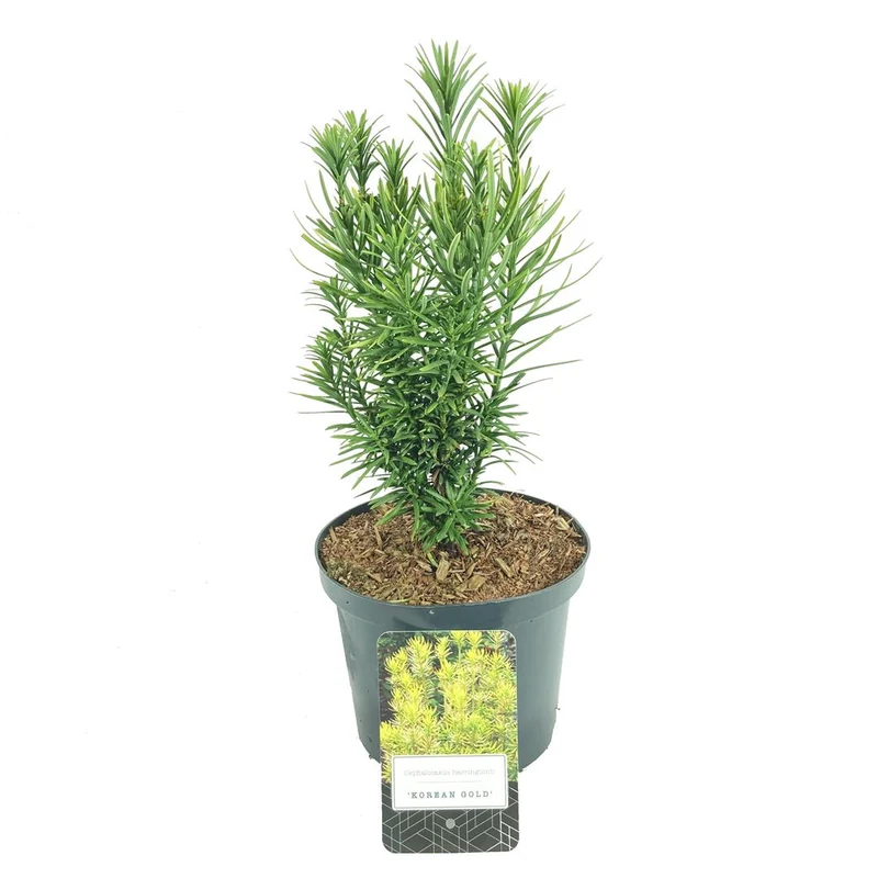 Cephalotaxus h. 'Korean Gold' C2,5 (2,5 liters kruka) 25-30 cm