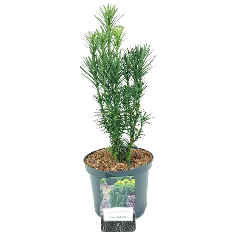 Cephalotaxus h. 'Fastigiata' 25-30 cm, C2,5 (2,5 liters kruka)
