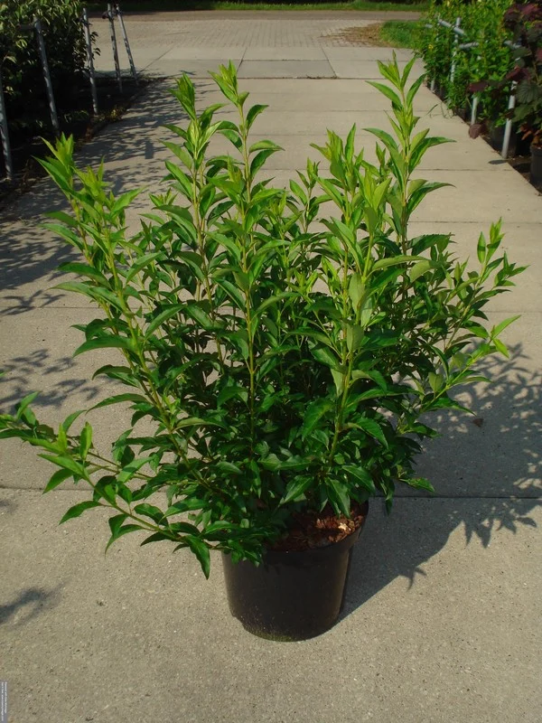 Forsythia int. 'Week-End' 80-100 cm, C12 (12 liters kruka)