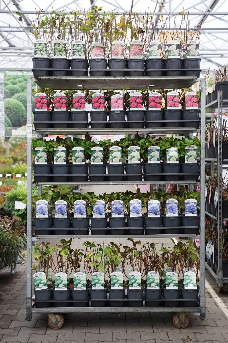 Hydrangea i sorter C2 (2 liters kruka) / 17 cm kruka