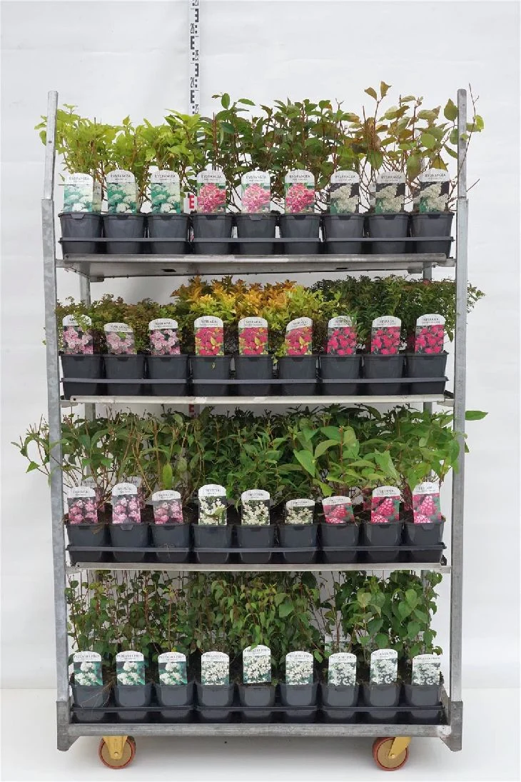 Prydnadsbuskar i sorter C2 (2 liters kruka) 20-25 cm