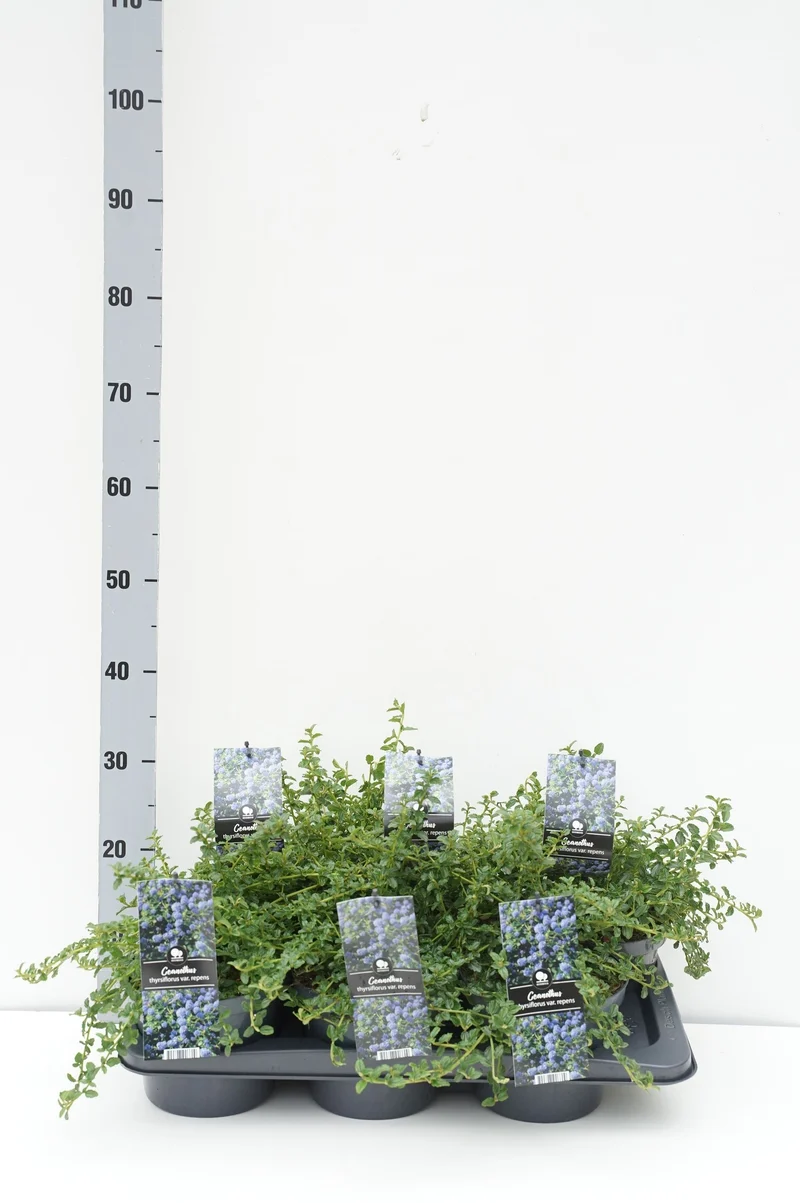 Ceanothus thyrs. repens C2 (2 liters kruka) 30-35 cm