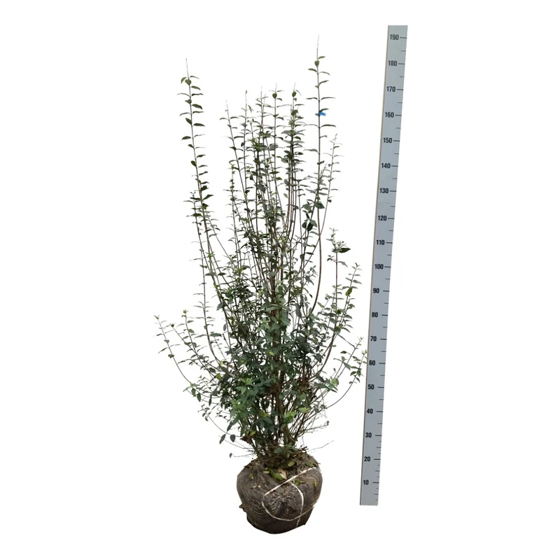Vinterliguster Ligustrum vulgare 'Atrovirens' 125-150 cm rotklump