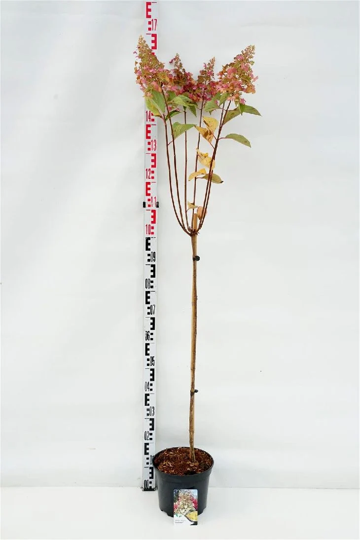 Hydrangea pan. 'Candlelight' 80 cm stam C5 (5 liters kruka)