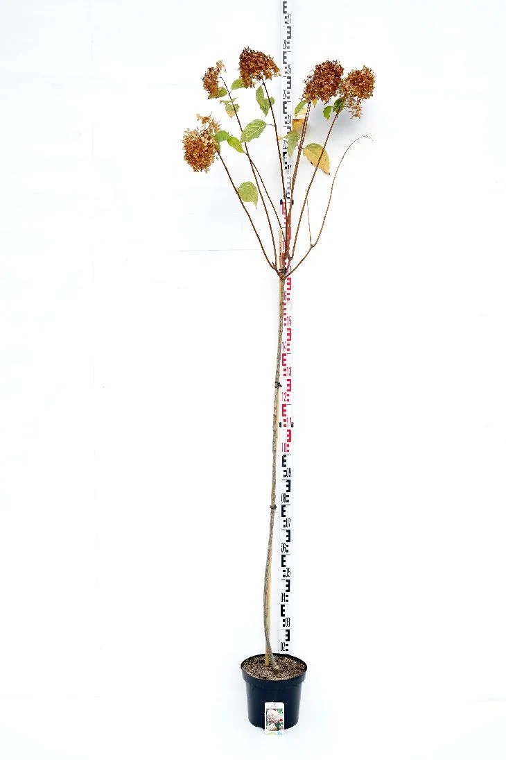 Hydrangea pan. 'Phantom' 150 cm stam C7,5 (7,5 liters kruka)