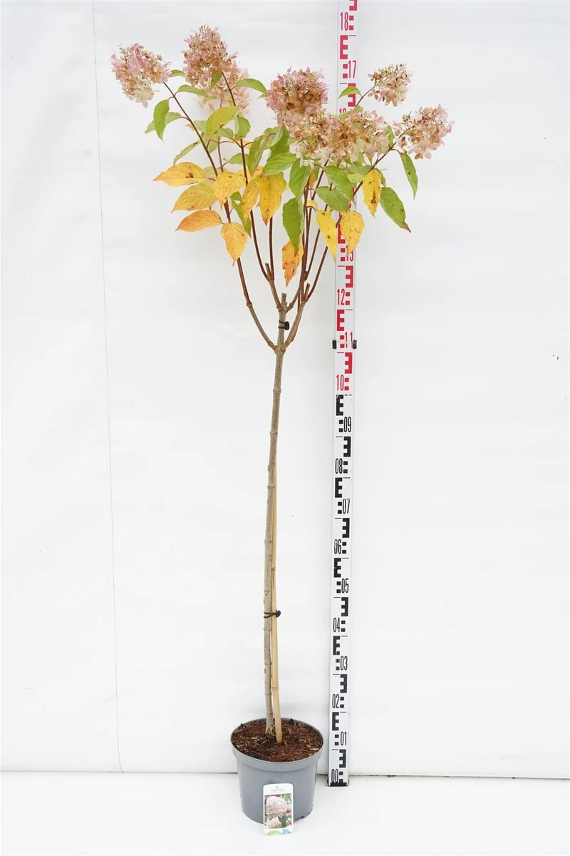 Hydrangea pan. 'Phantom' stam 100 cm C5 (5 liters kruka)
