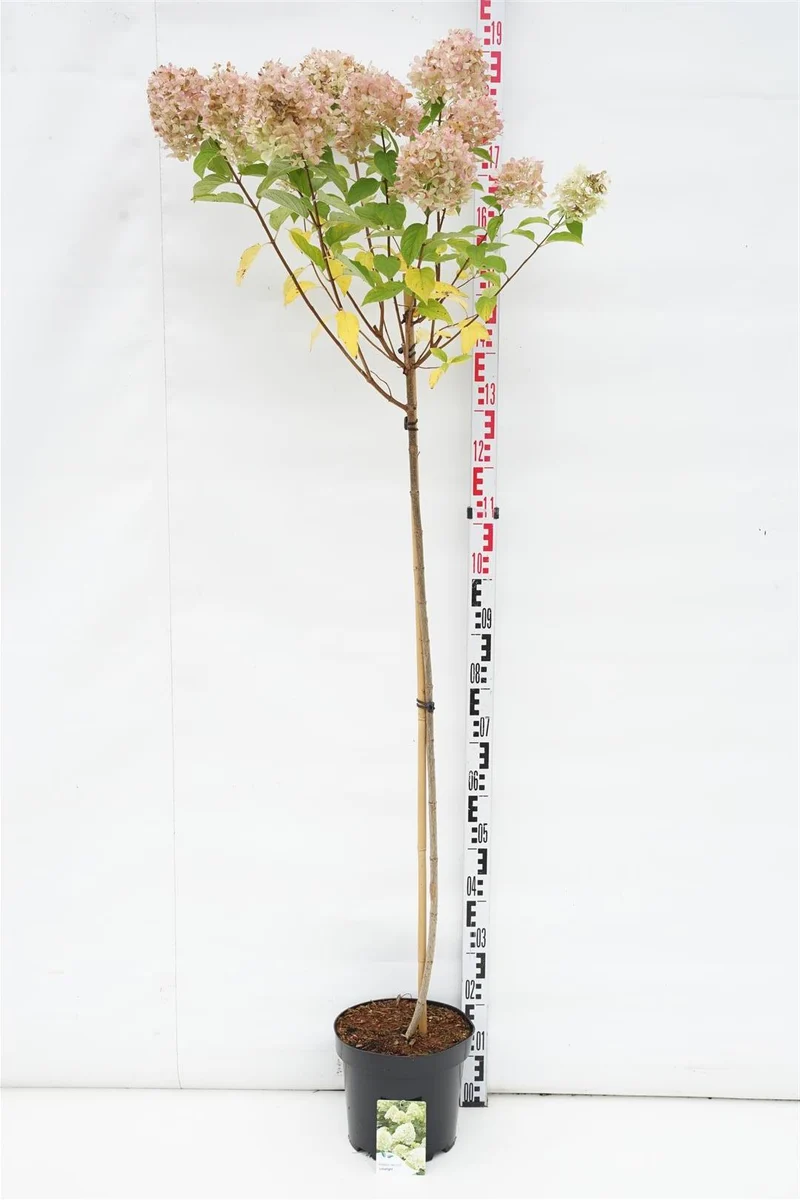 Hydrangea pan. 'Limelight' 120 cm stam C7,5 (7,5 liters kruka)