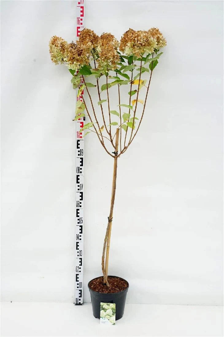 Hydrangea pan. 'Limelight' 80 cm stam C5 (5 liters kruka)