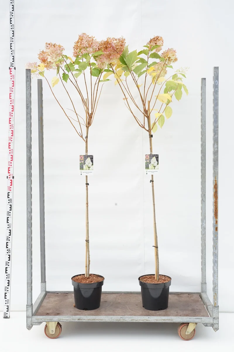 Hydrangea pan. 'Phantom' på stam 120 cm C7,5 (7,5 liters kruka)