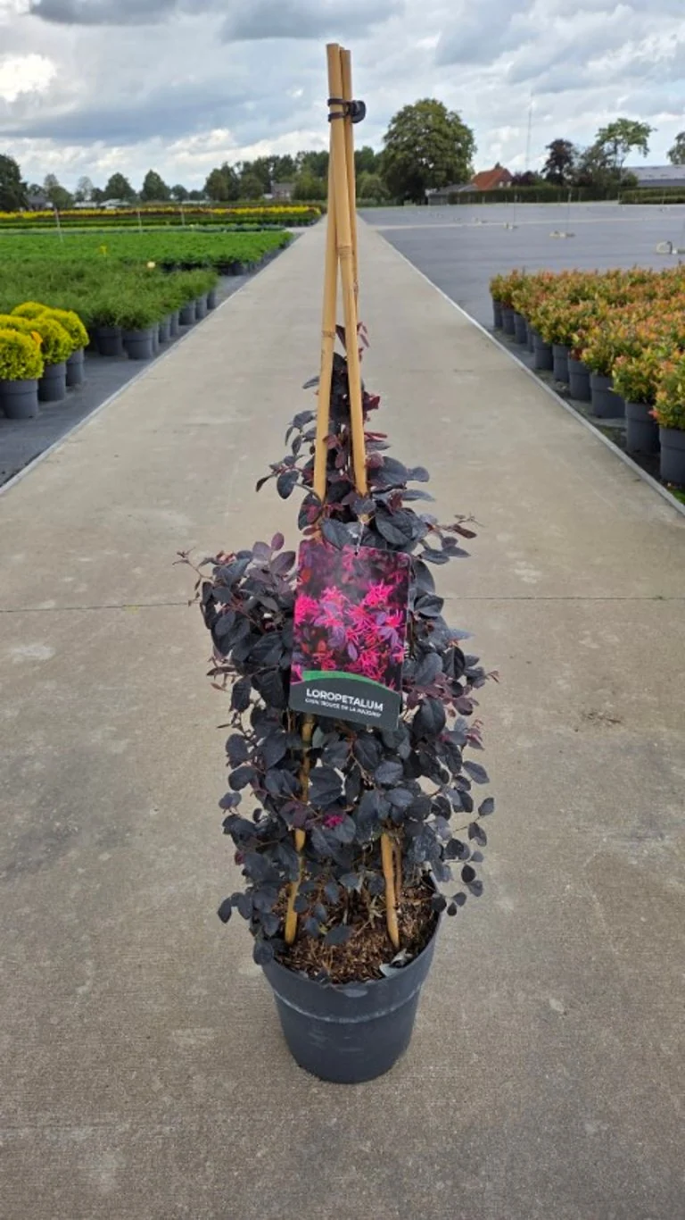 Loropetalum chin. 'Rouge de la Marjorie' C10 (10 liters kruka) 60-80 cm