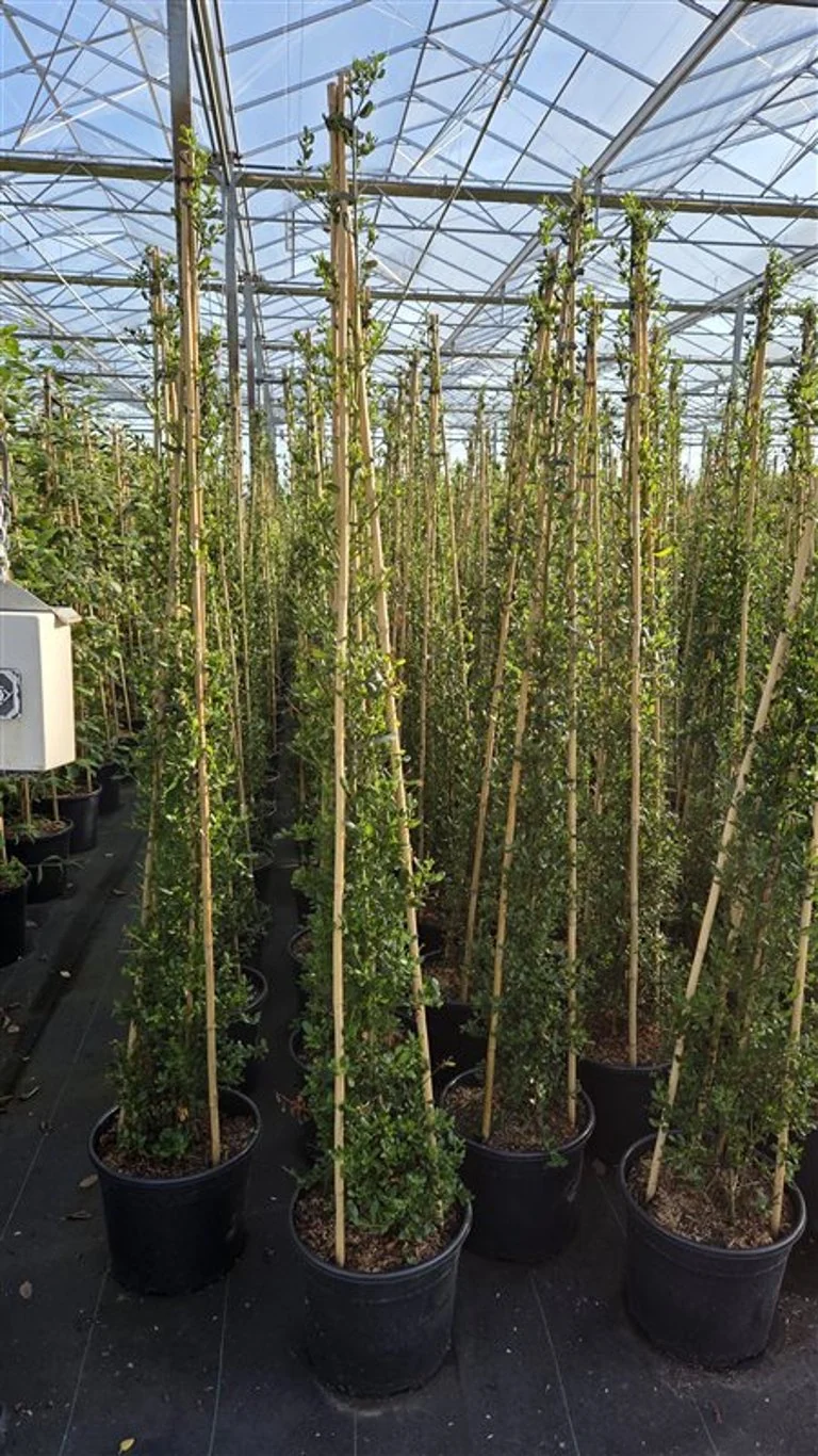 Ceanothus impressus 'Victoria' C20 (20 liters kruka) 175-200 cm