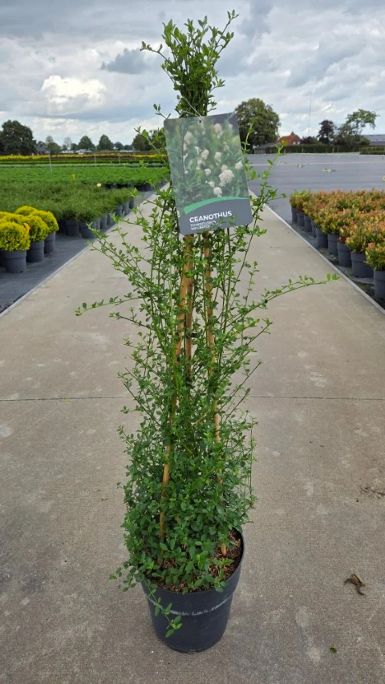 Ceanothus thyrs. 'Millerton Point' C10 (10 liters kruka) 80-100 cm, 3 st