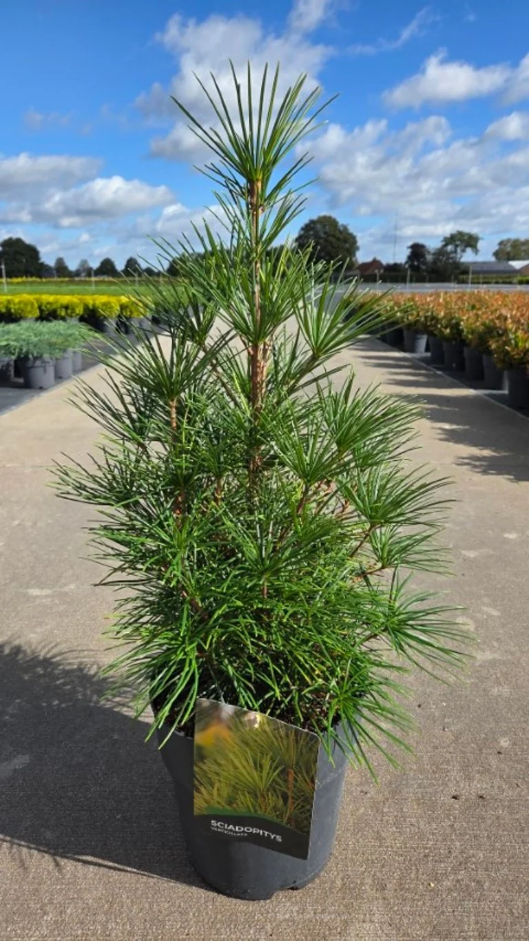 Sciadopitys verticillata C10 (10 liters kruka) 50-60 cm