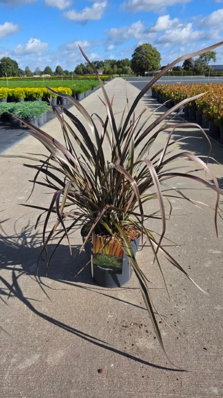 Phormium 'Rainbow Queen' C10 (10 liters kruka) 50-60 cm